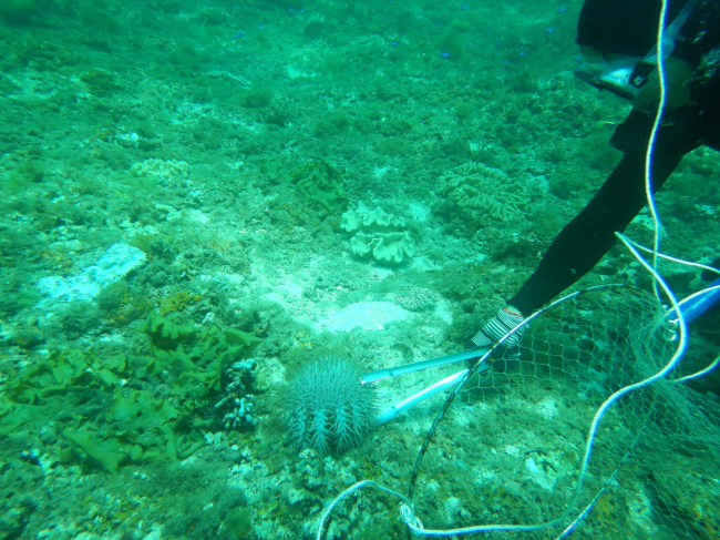 Tăng cường quản lý, bảo vệ hệ sinh thái san hô