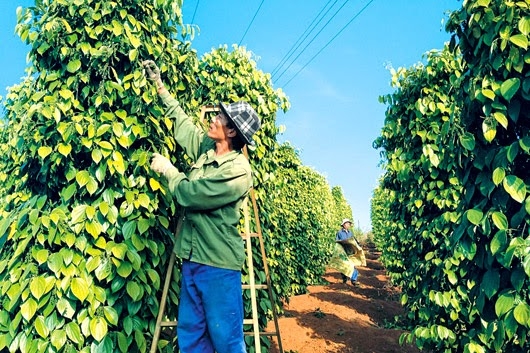 Giá tiêu hôm nay 22/8: Duy trì ổn định