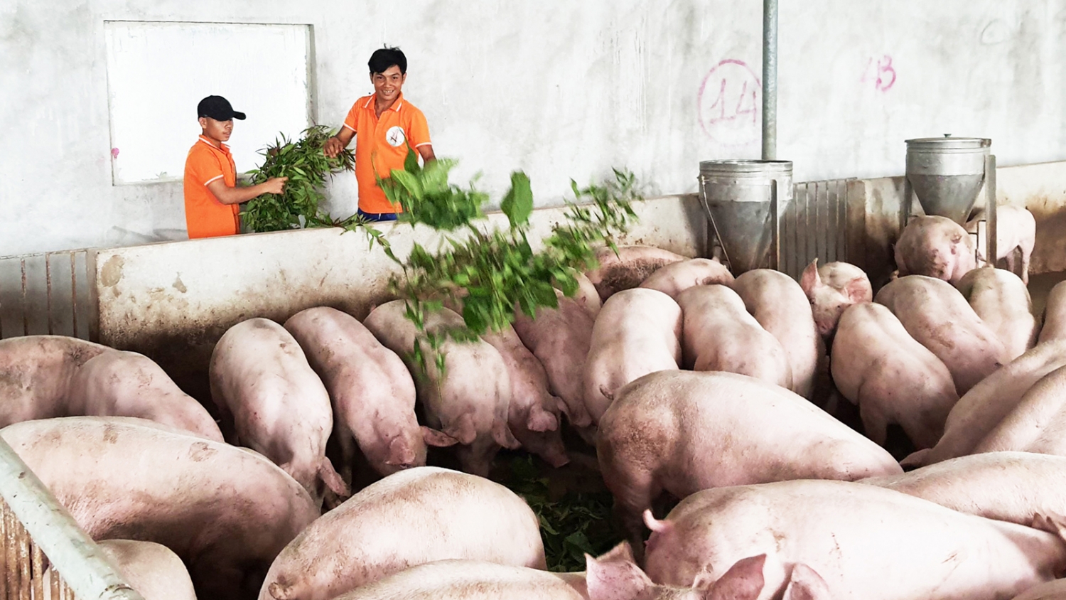 Giá lợn heo hơi hôm nay 24/8: Điều chỉnh trái chiều