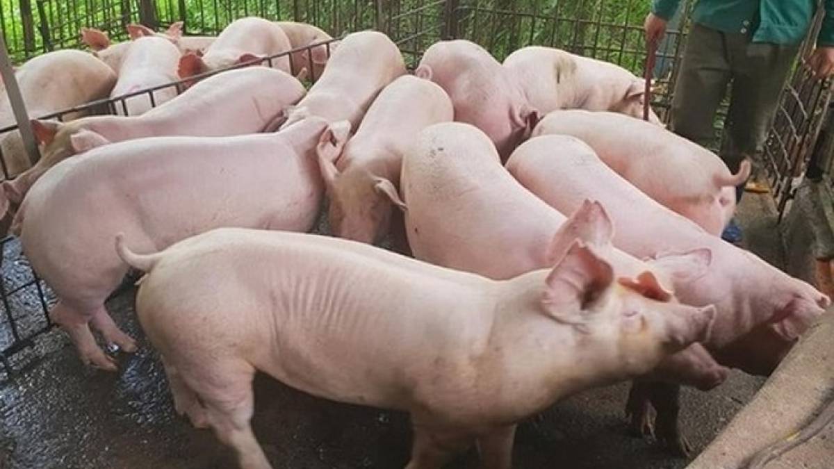 Giá lợn heo hơi hôm nay 26/8: Miền Bắc và miền Trung- Tây Nguyên chững lại Giá lợn heo hơi hôm nay 26/8: Miền Bắc và miền Trung- Tây Nguyên chững lại