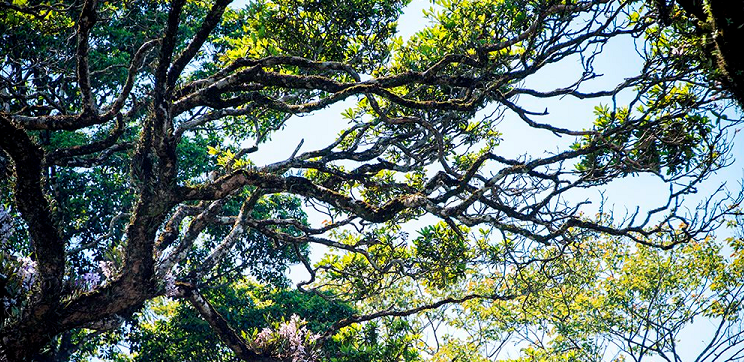 Bảo tồn hệ sinh thái tự nhiên Vườn Quốc gia Ba Vì Bảo tồn hệ sinh thái tự nhiên Vườn Quốc gia Ba Vì