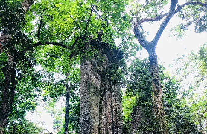 Bảo tồn hệ sinh thái tự nhiên Vườn Quốc gia Ba Vì Bảo tồn hệ sinh thái tự nhiên Vườn Quốc gia Ba Vì