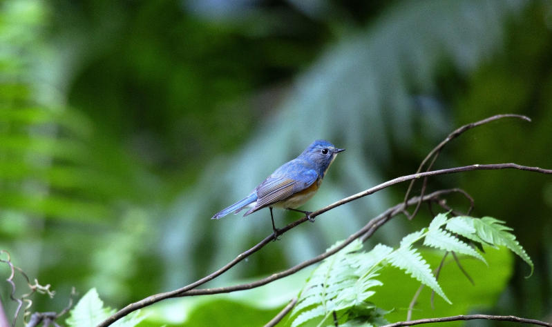 Bảo tồn hệ sinh thái tự nhiên Vườn Quốc gia Ba Vì Bảo tồn hệ sinh thái tự nhiên Vườn Quốc gia Ba Vì