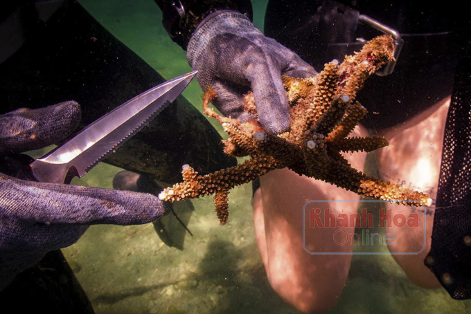 Trồng rừng dưới đáy biển