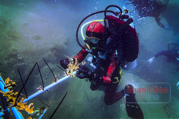 Trồng rừng dưới đáy biển