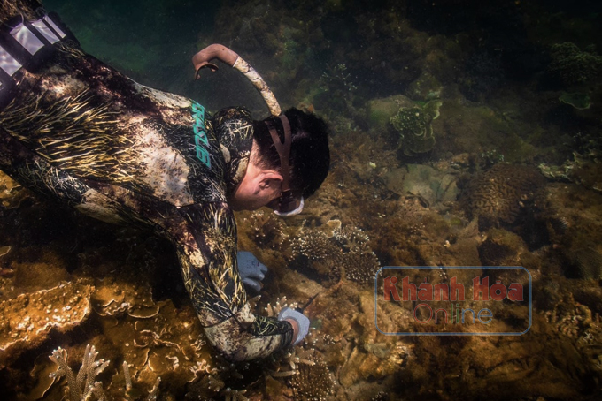 Trồng rừng dưới đáy biển