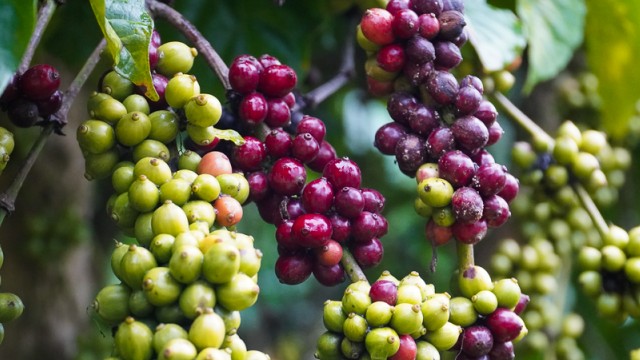 Giá cà phê hôm nay ngày 4/8/2023: Giá cà phê trong nước tiếp đà tăng; giá thu mua cao nhất tại Đăk Nông