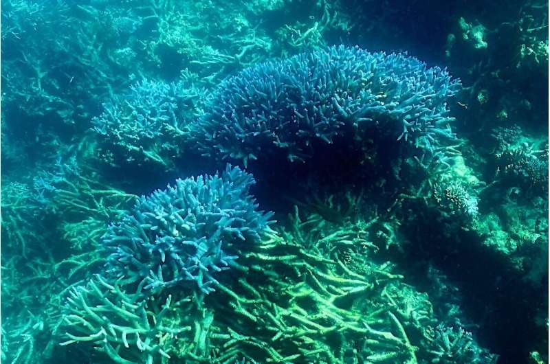 El Nino đe dọa sự phục hồi của rạn san hô Great Barrier Reef