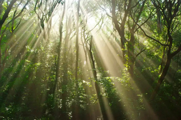 Nghiên cứu: Biến đổi khí hậu khiến thực vật khó quang hợp hơn Nghiên cứu: Biến đổi khí hậu khiến thực vật khó quang hợp hơn
