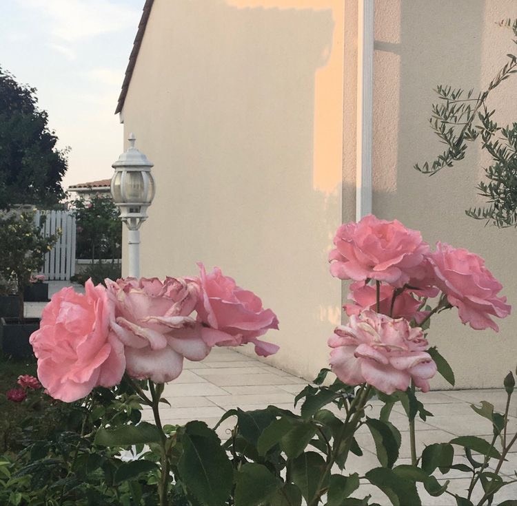 Tử vi 12 con giáp ngày 20/8/2023: Tuổi Ngọ rất khởi sắc, tuổi Tý giai đoạn cam go