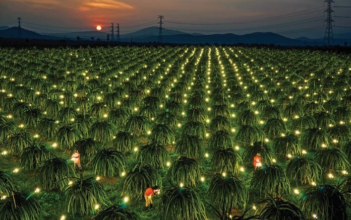 Cần cải thiện hạ tầng số để phát triển nông nghiệp xanh, bền vững Cần cải thiện hạ tầng số để phát triển nông nghiệp xanh, bền vững