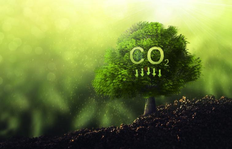 Chứng chỉ bù đắp carbon - chìa khóa vàng giúp phát triển bền vững