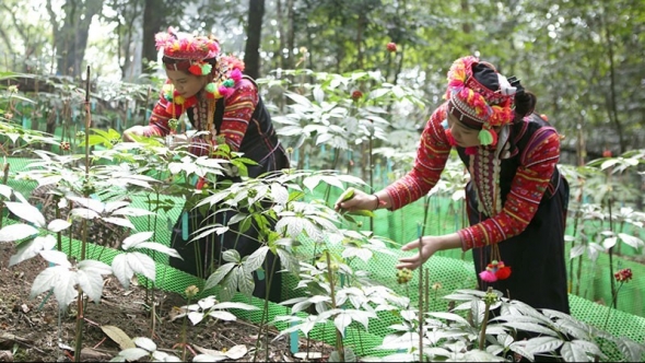 Lai Châu: Khai thác hiệu quả tiềm năng rừng thúc đẩy phát triển kinh tế