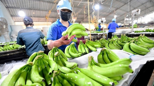 Sản lượng chuối Việt Nam xuất sang Nhật tăng 14 lần sau 6 năm