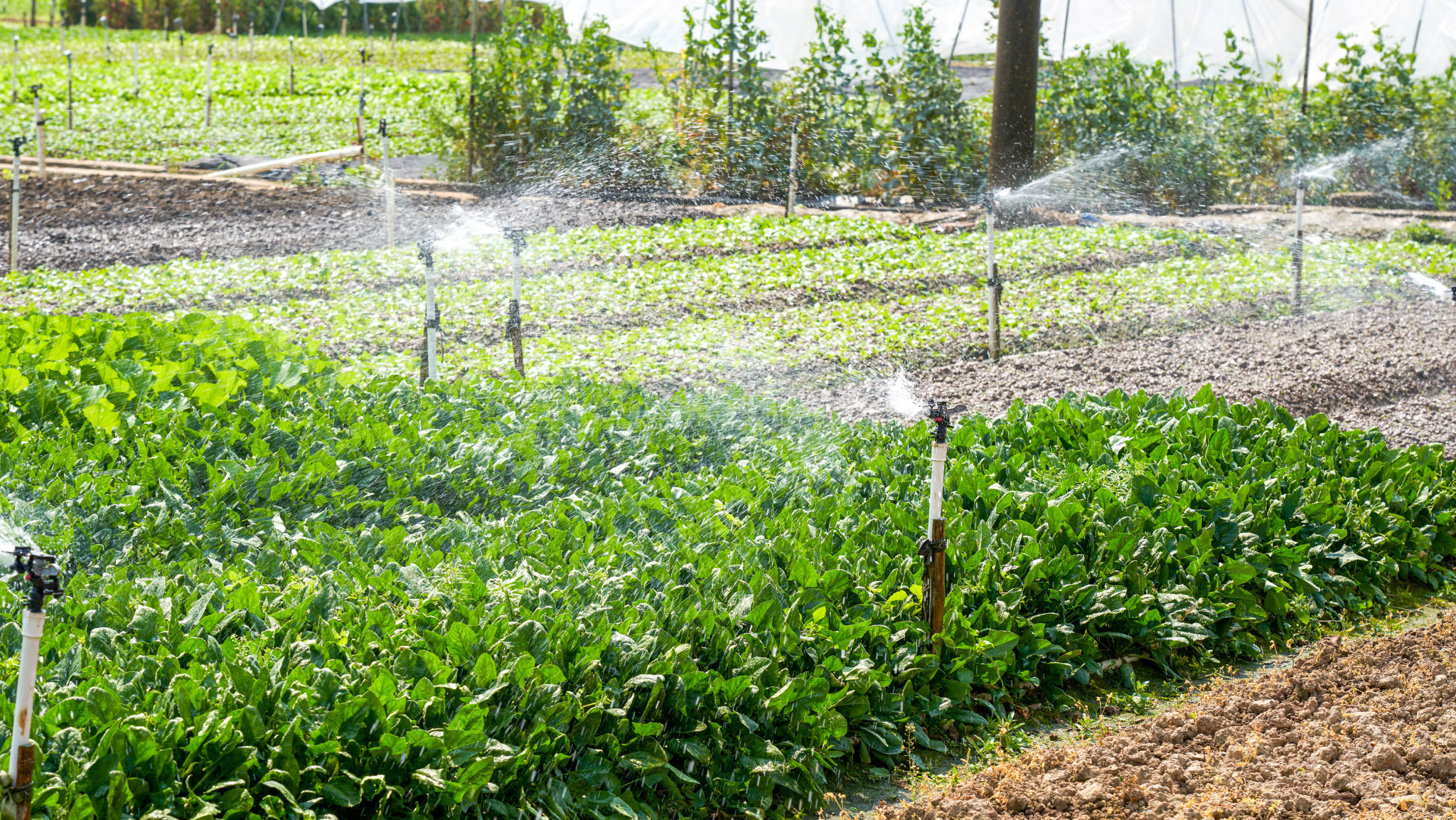 Nghệ An: Công nghệ AI tạo đột phá trong sản xuất nông nghiệp Nghệ An: Công nghệ AI tạo đột phá trong sản xuất nông nghiệp