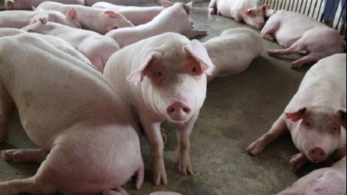 Giá heo hơi hôm nay 20/8: Tiếp tục hạ giá, 54.000 đồng/kg là mức thấp nhất thị trường