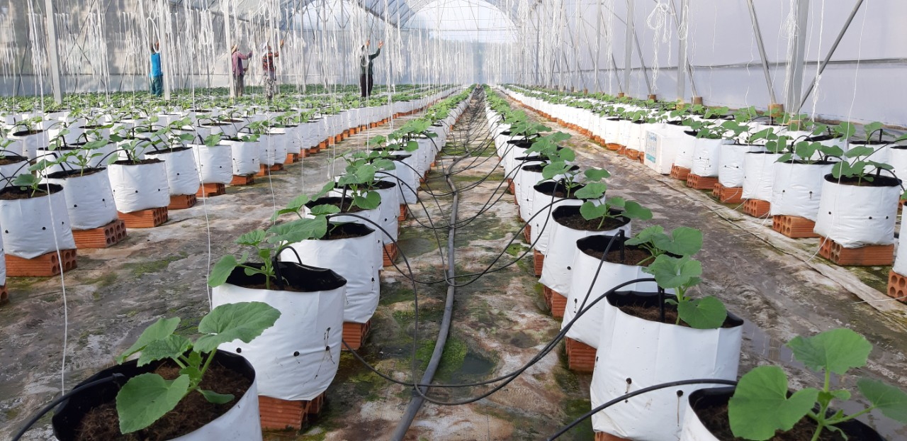 Phú Thọ: Ứng dụng công nghệ tạo chuyển biến tích cực trong nông nghiệp