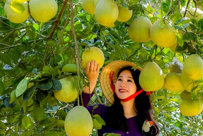 Liên kết vùng - giải pháp giúp Phú Thọ thúc đẩy tiêu thụ nông sản Liên kết vùng - giải pháp giúp Phú Thọ thúc đẩy tiêu thụ nông sản