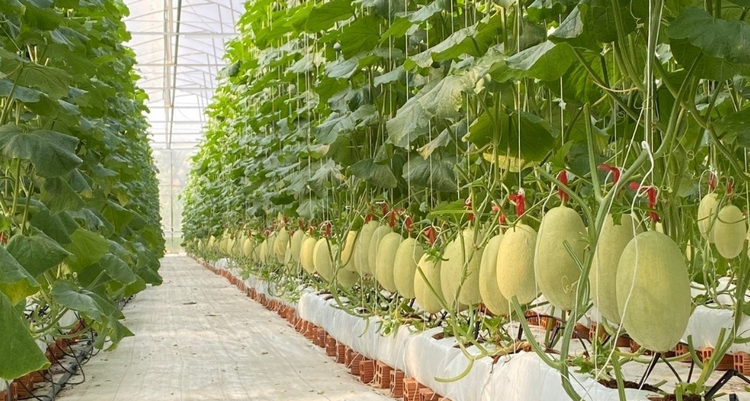 Công nghệ giúp thúc đẩy quảng bá, mở rộng thị trường tiêu thụ nông sản