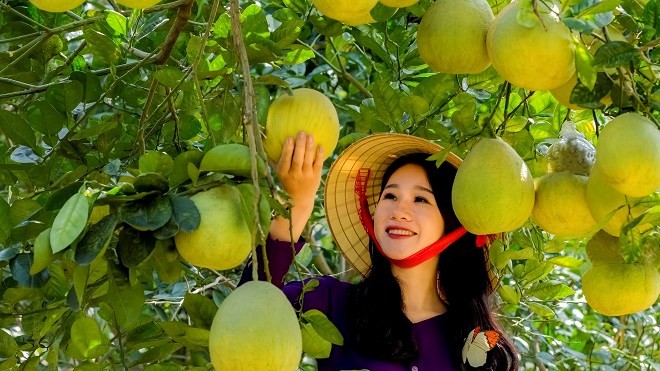 Liên kết vùng - giải pháp giúp Phú Thọ thúc đẩy tiêu thụ nông sản