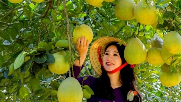 Liên kết vùng - giải pháp giúp Phú Thọ thúc đẩy tiêu thụ nông sản