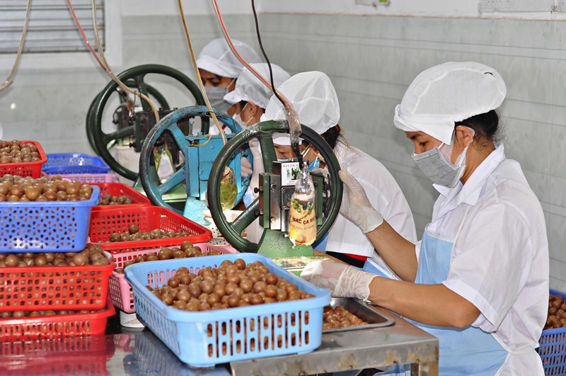 Mở rộng sản xuất, phát triển bền vững vùng nguyên liệu mắc ca Mở rộng sản xuất, phát triển bền vững vùng nguyên liệu mắc ca