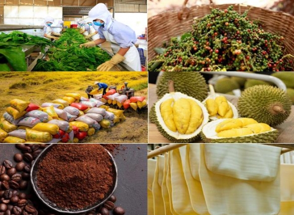 Giá nông sản hôm nay 6/8: Cà phê tăng mạnh, tiêu đi ngang, lúa tươi đồng loạt nhích giá