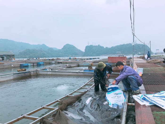 Gia Lai mở rộng vùng nuôi trồng thủy sản tại các hồ chứa Gia Lai mở rộng vùng nuôi trồng thủy sản tại các hồ chứa
