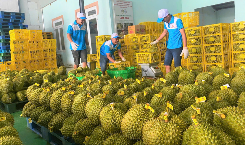 Đẩy mạnh cấp mã số vùng trồng, mở ‘đường xanh’ cho nông sản xuất khẩu