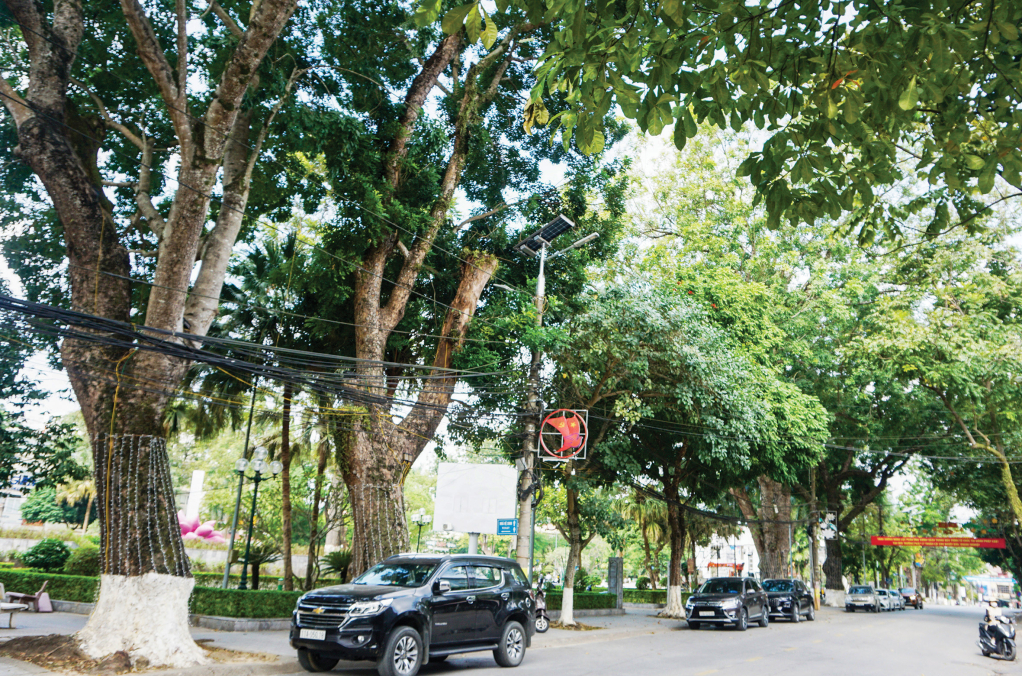 Cao Bằng: Rà soát, cắt tỉa cây xanh đảm bảo an toàn mùa mưa bão