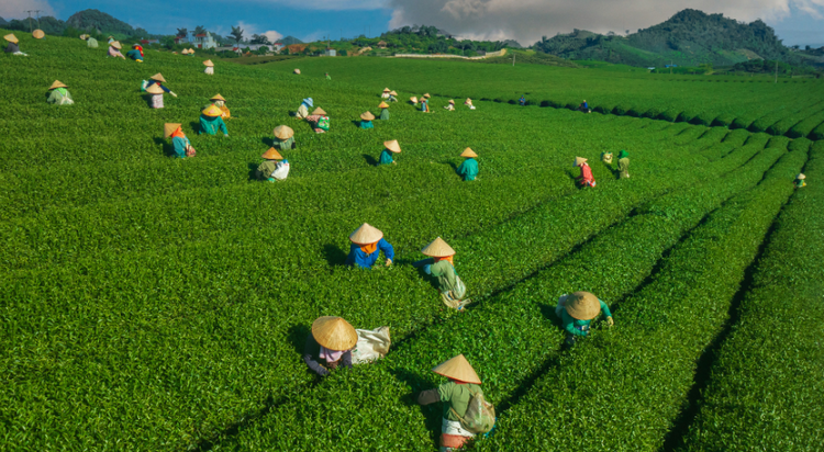 Chuyển đổi cơ cấu cây trồng, nâng cao giá trị nông sản