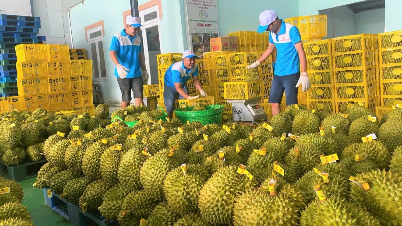 Đẩy mạnh cấp mã số vùng trồng, mở ‘đường xanh’ cho nông sản xuất khẩu