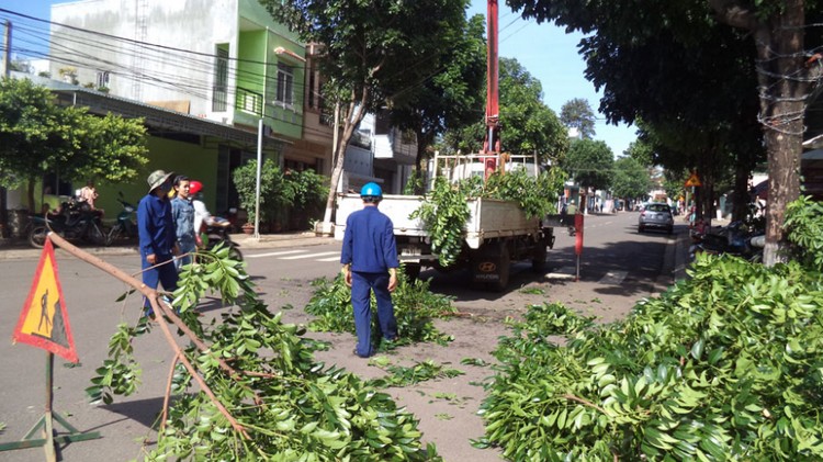 Cao Bằng: Rà soát, cắt tỉa cây xanh đảm bảo an toàn mùa mưa bão