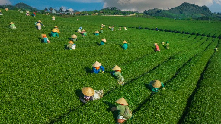 Chuyển đổi cơ cấu cây trồng, nâng cao giá trị nông sản