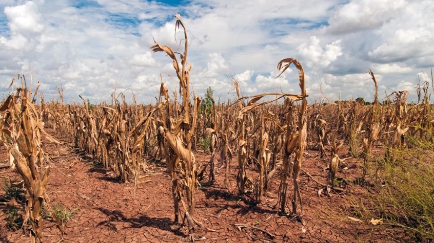 El Nino tác động mạnh tới an ninh lương thực toàn cầu