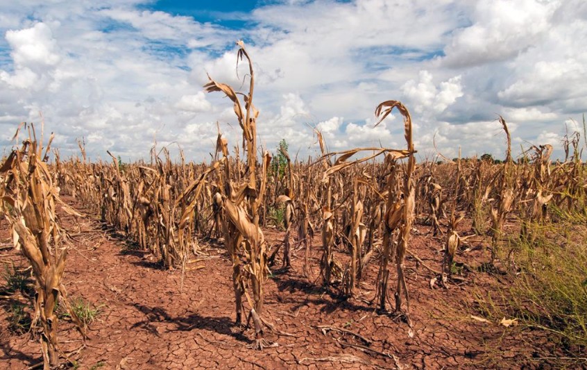 El Nino tác động mạnh tới an ninh lương thực toàn cầu
