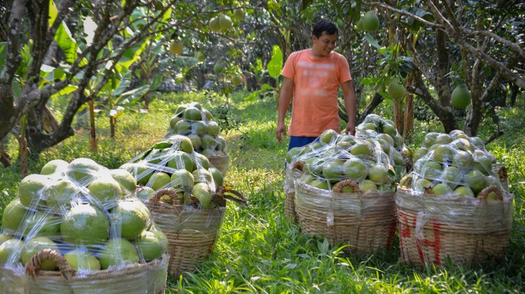 Vĩnh Long: Phát huy hiệu quả mô hình kinh tế tập thể