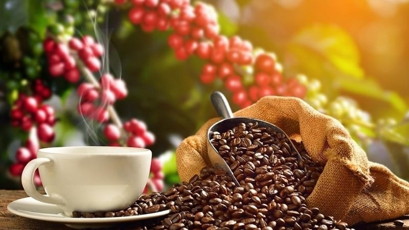 Giá nông sản hôm nay 108 Cà phê neo cao tiêu giảm 2000 đồngkg gạo ổn định