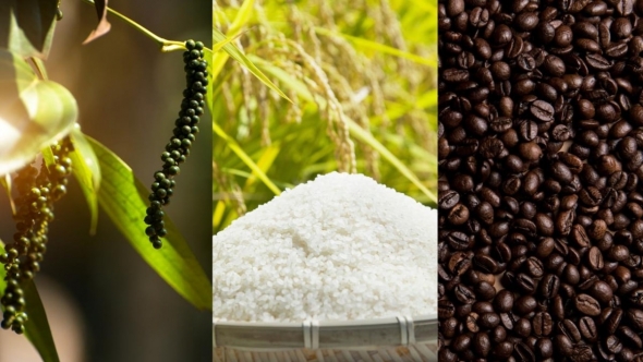 Giá nông sản hôm nay 10/8: Cà phê neo cao, tiêu giảm 2.000 đồng/kg, gạo ổn định