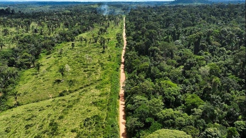 Nạn phá rừng Amazon tại Brazil giảm mạnh