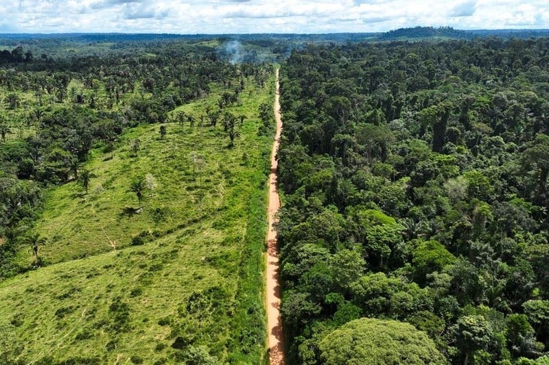 Nạn phá rừng Amazon tại Brazil giảm mạnh