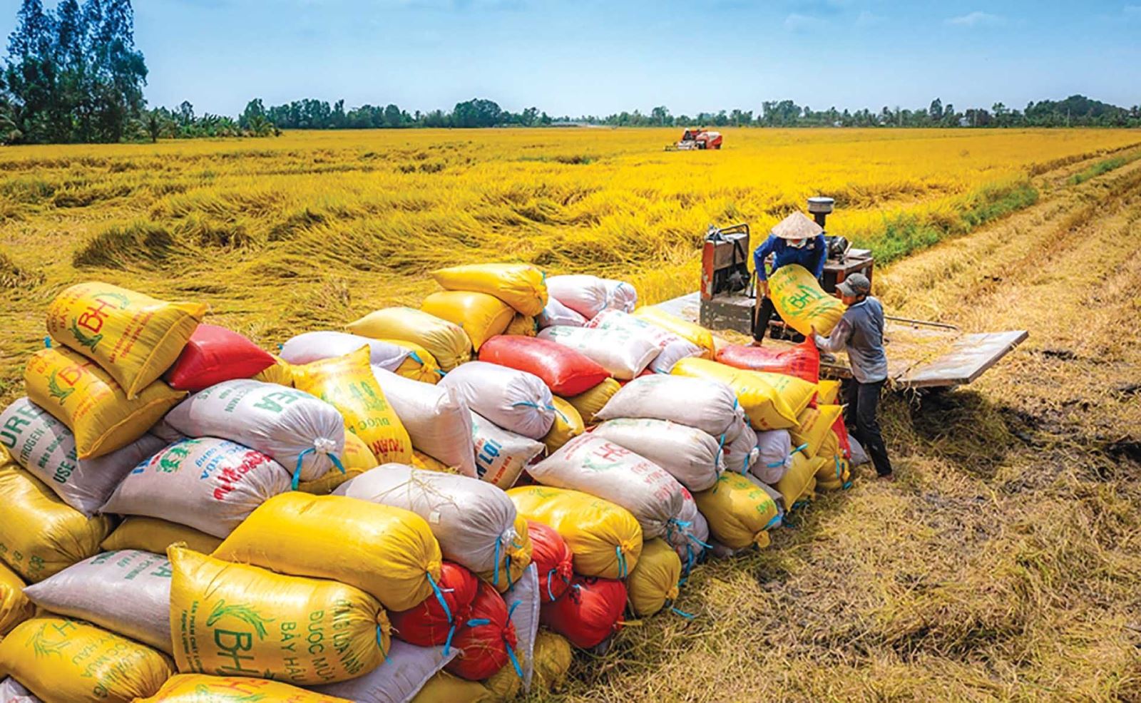 Giá gạo phục hồi nhưng áp lực cạnh tranh vẫn lớn Giá gạo phục hồi nhưng áp lực cạnh tranh vẫn lớn
