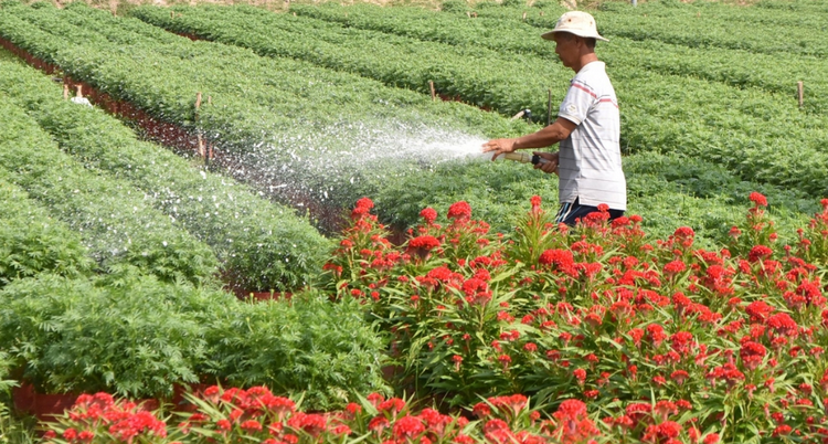 Vĩnh Long phát triển nông nghiệp ‘xanh’ gắn bảo vệ môi trường Vĩnh Long phát triển nông nghiệp ‘xanh’ gắn bảo vệ môi trường