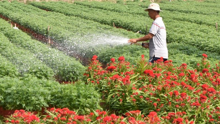 Vĩnh Long phát triển nông nghiệp ‘xanh’ gắn bảo vệ môi trường