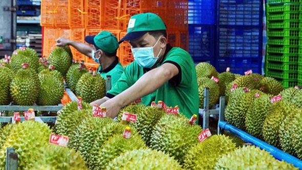 Trung Quốc chi gần 1 tỷ USD mua sầu riêng Việt Nam