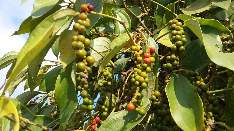 Giá nông sản hôm nay 128 Giá cà phê hồ tiêu tăng gạo xuất khẩu lên cao nhất 19 tháng
