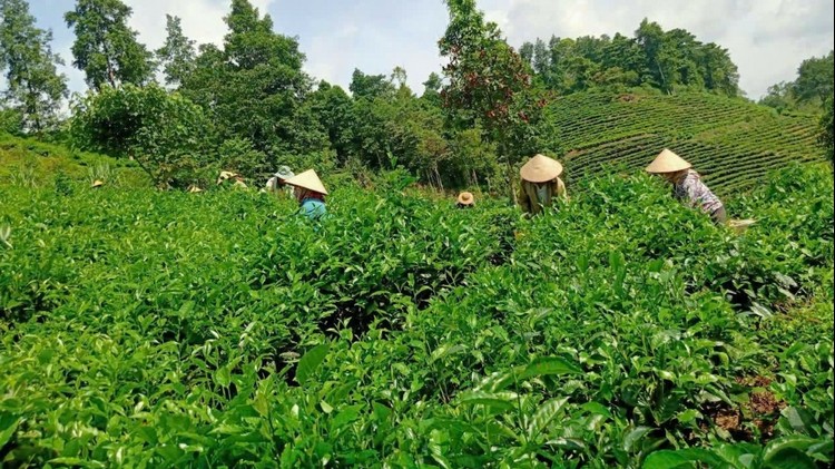 Lào Cai: Rà soát toàn diện vùng chè, đáp ứng tiêu chuẩn xuất khẩu