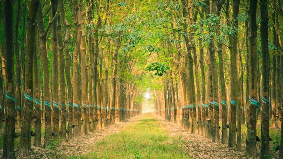 Thị trường các-bon mở thêm cơ hội cho ngành cao su Việt Nam