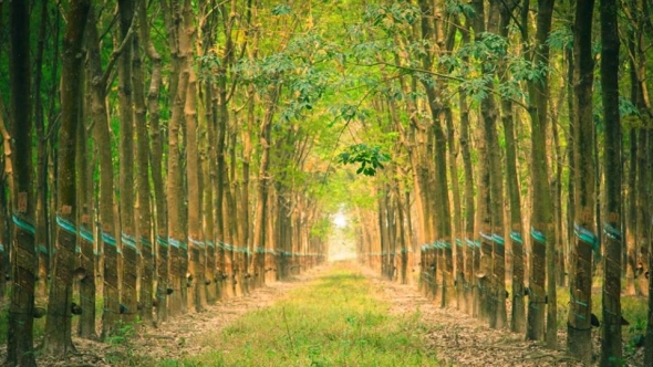 Thị trường các-bon mở thêm cơ hội cho ngành cao su Việt Nam