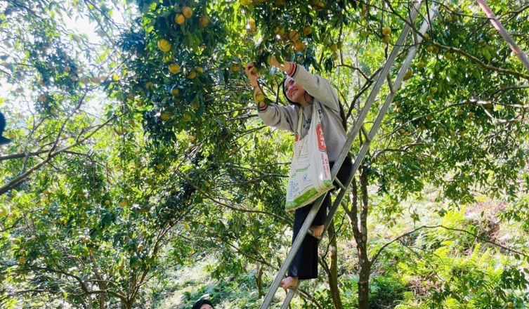 Phát huy lợi thế, thúc đẩy phát triển sản phẩm nông nghiệp Phát huy lợi thế, thúc đẩy phát triển sản phẩm nông nghiệp